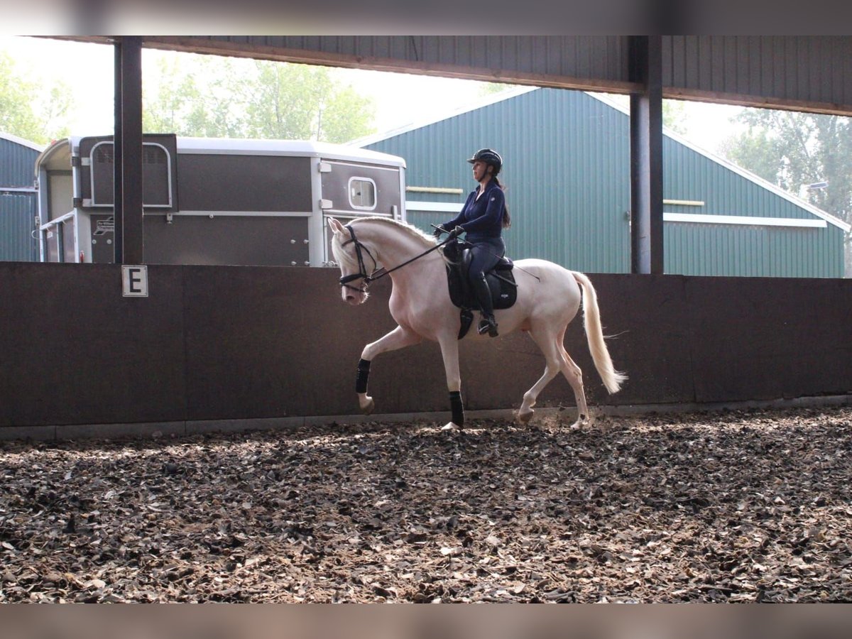 Andalusian Mix Gelding 3 years 16,1 hh Cremello in Den Haag