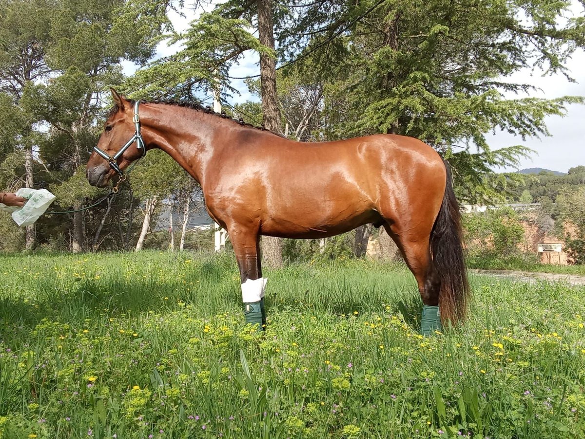 Andalusian Gelding 3 years 16,1 hh Bay in Terrassa