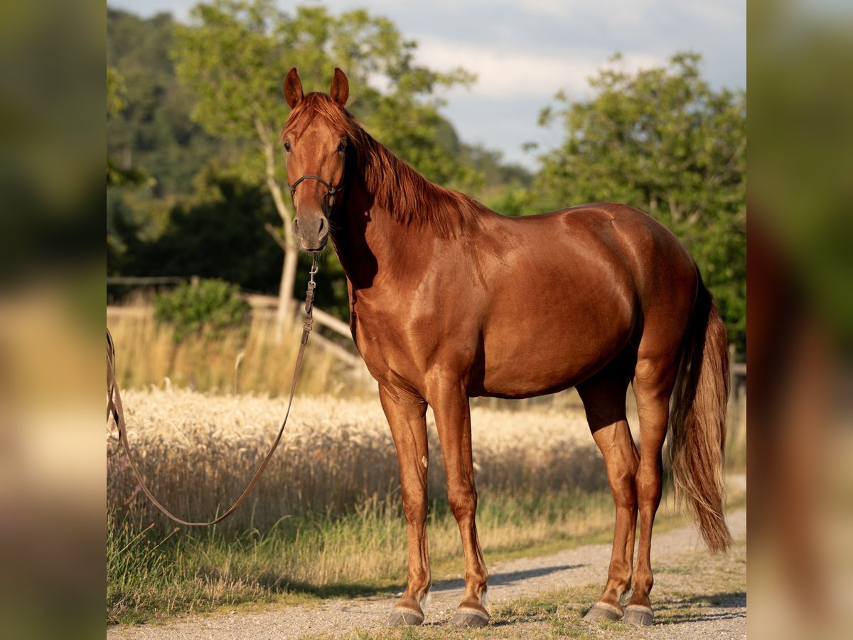 Andalusian Gelding 3 years 16,1 hh Chestnut-Red in Kirchzarten