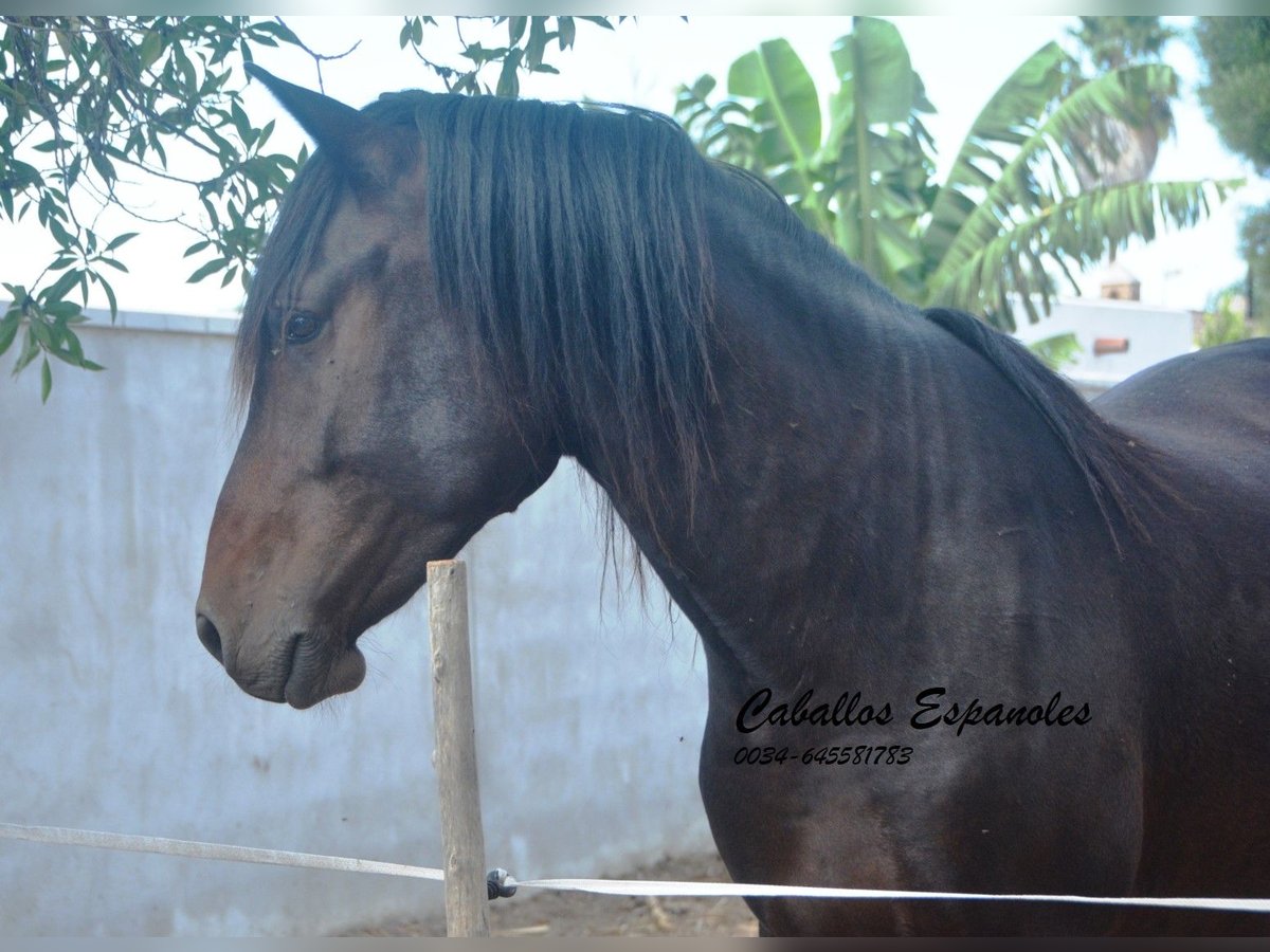 Andalusian Gelding 3 years in Vejer de la Frontera