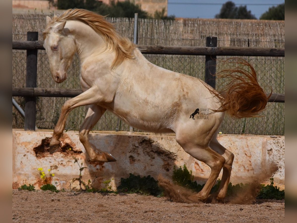 Andalusian Gelding 4 years 14,2 hh Cremello in Mallorca