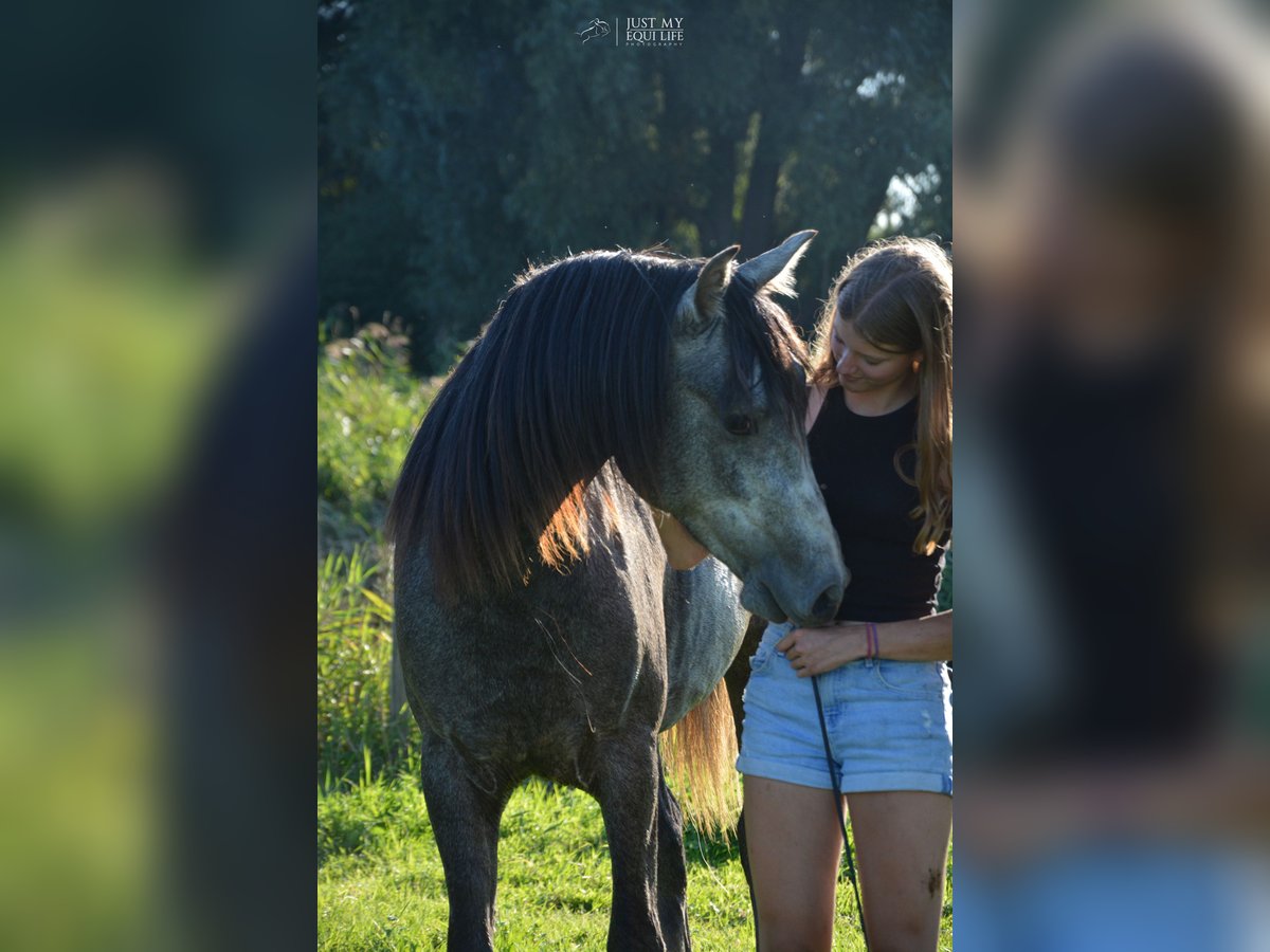 Andalusian Gelding 4 years 14,2 hh Grey-Blue-Tan in Nederhorst den Berg