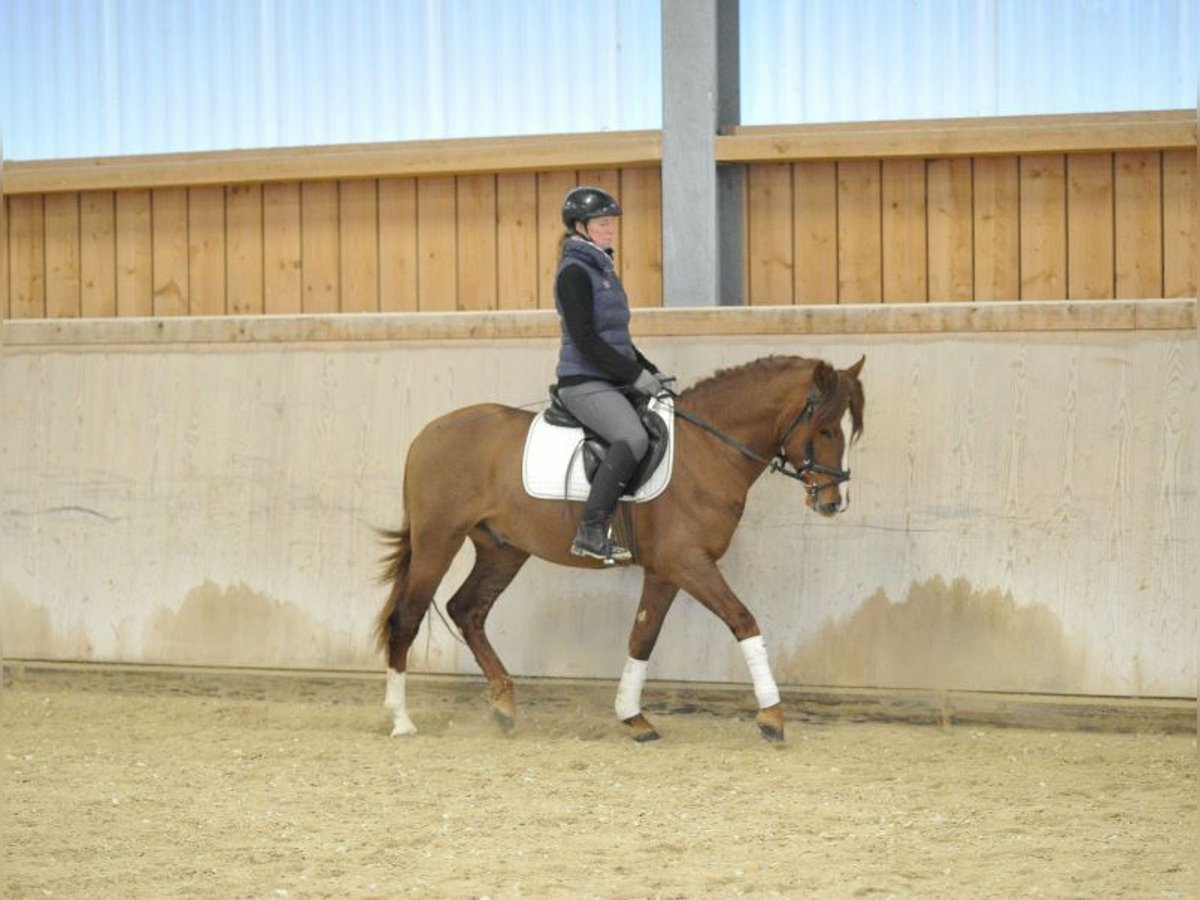 Andalusian Gelding 4 years 15,1 hh Chestnut-Red in Wellheim