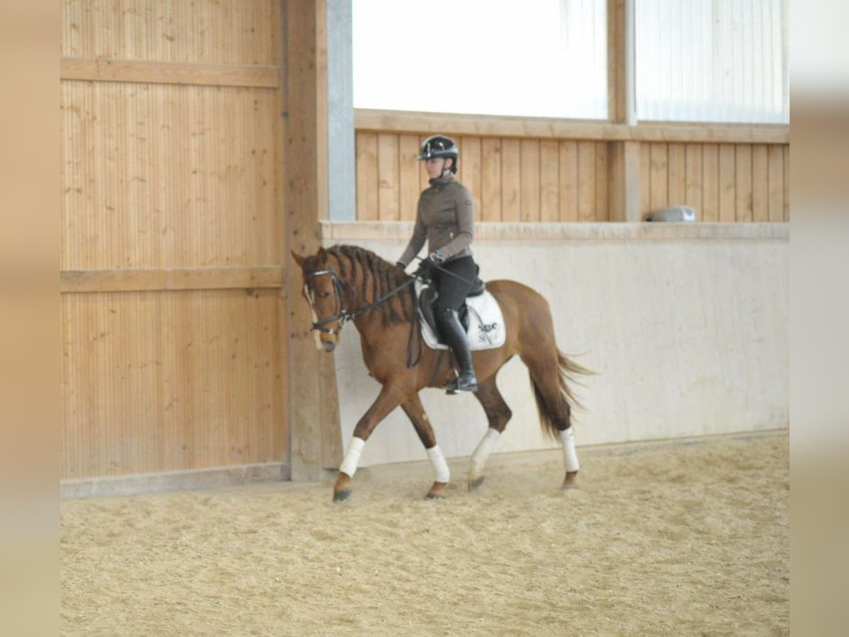 Andalusian Gelding 4 years 15,1 hh Chestnut-Red in Wellheim