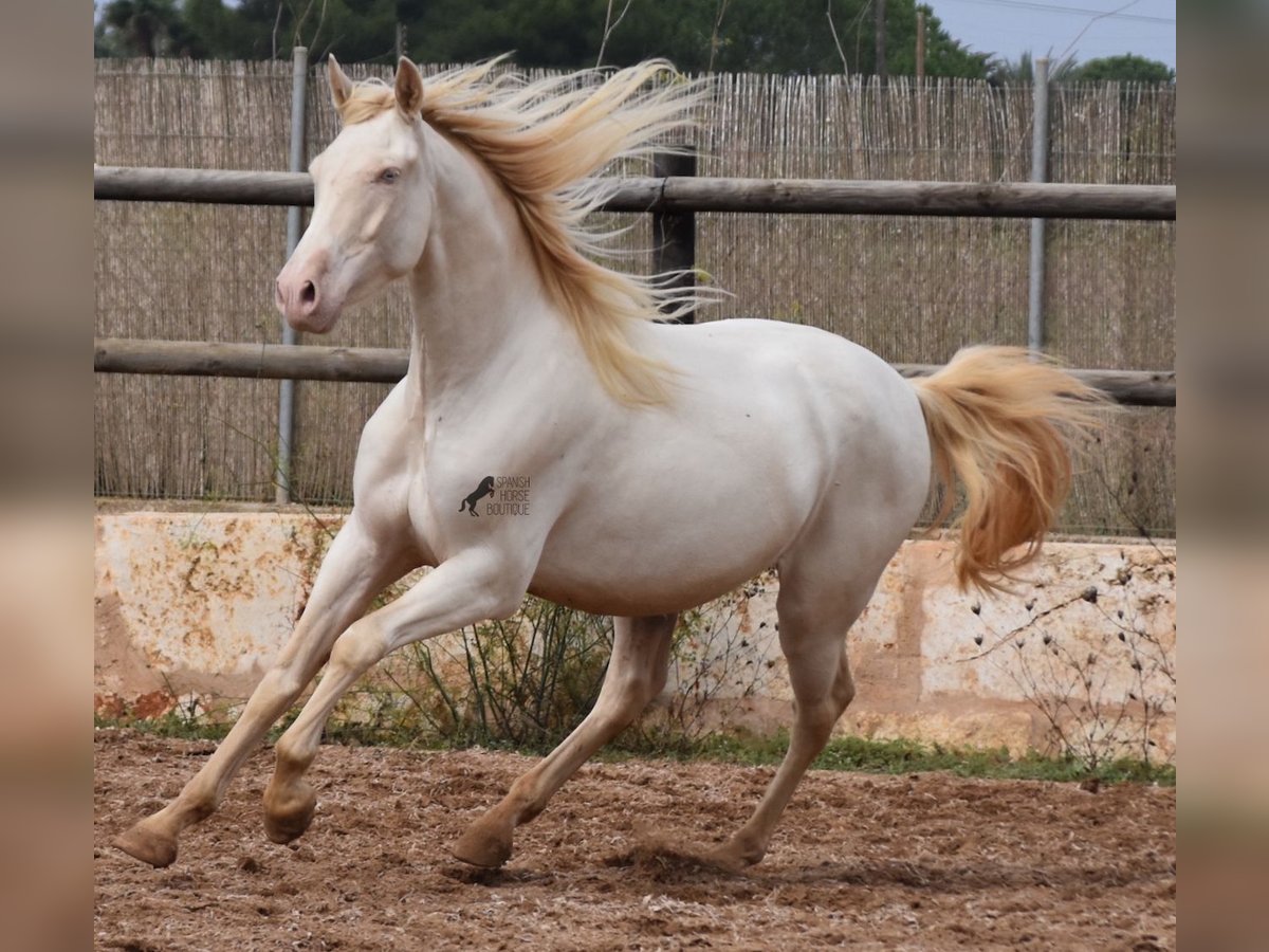 Andalusian Gelding 4 years 15,1 hh Cremello in Mallorca