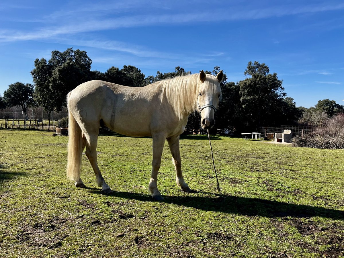 Andalusian Mix Gelding 4 years 15,1 hh Palomino in Los Angeles De San Rafael