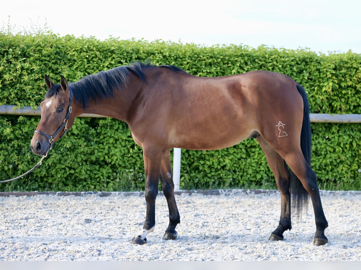Andalusian Gelding 4 years 15,2 hh Brown in Neustadt (Wied)