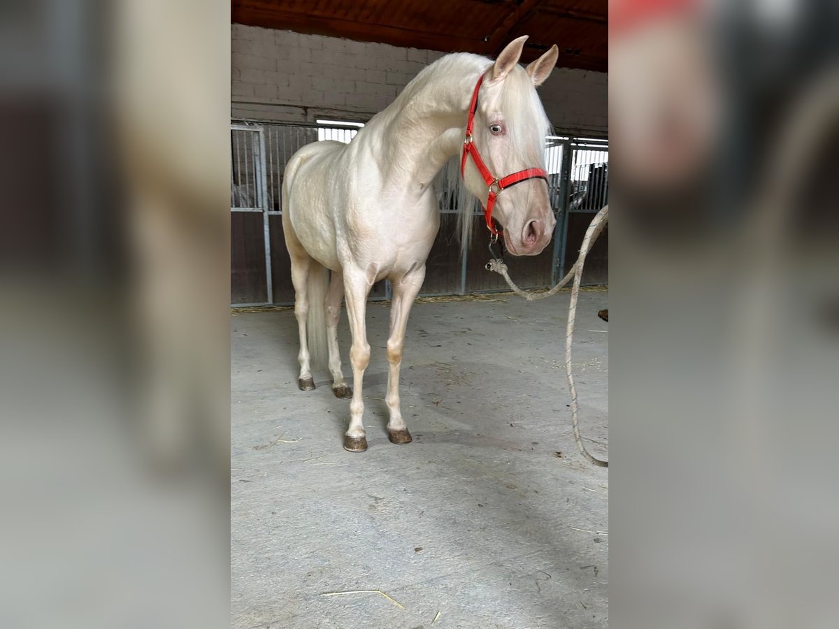 Andalusian Gelding 4 years 15,2 hh Cremello in Martfeld