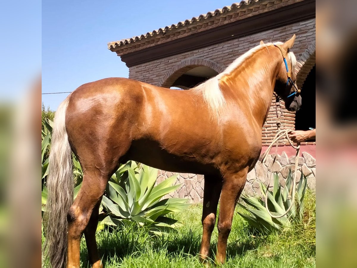 Andalusian Gelding 4 years 15,2 hh Palomino in Martfeld