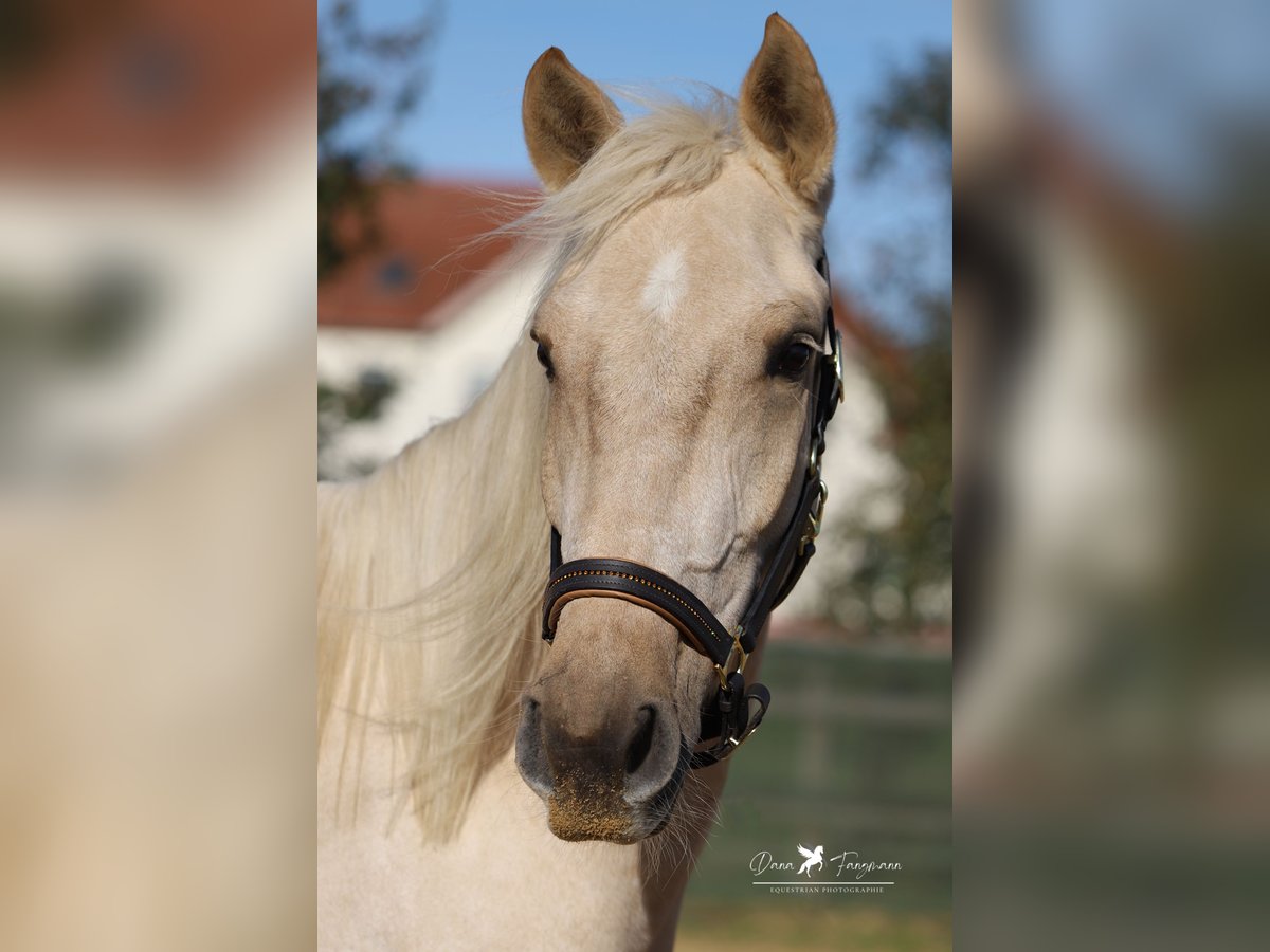 Andalusian Gelding 4 years 15,2 hh Palomino in Bad Laer