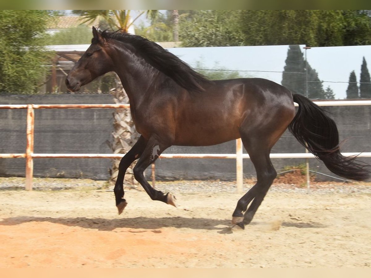 Andalusian Gelding 4 years 15 hh Black in Provinz Malaga