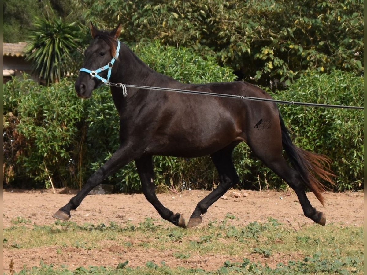 Andalusian Gelding 4 years 15 hh Black in Mallorca