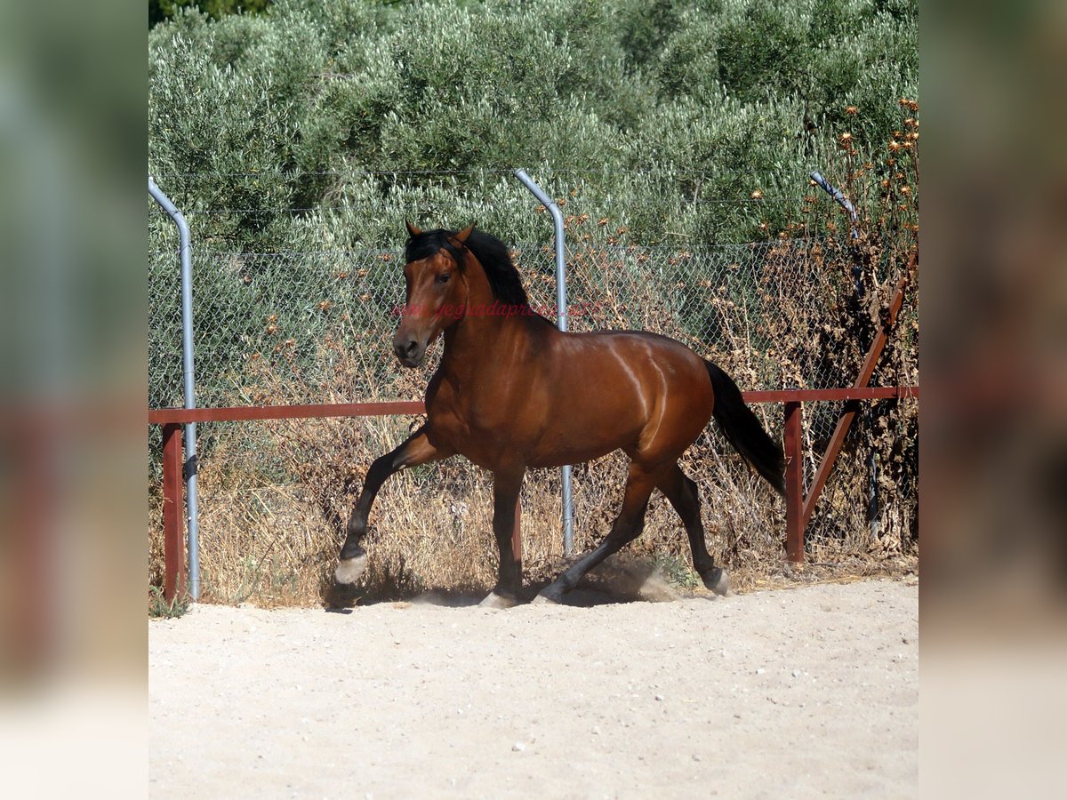 Andalusian Gelding 4 years 15,1 hh Brown in Pruna