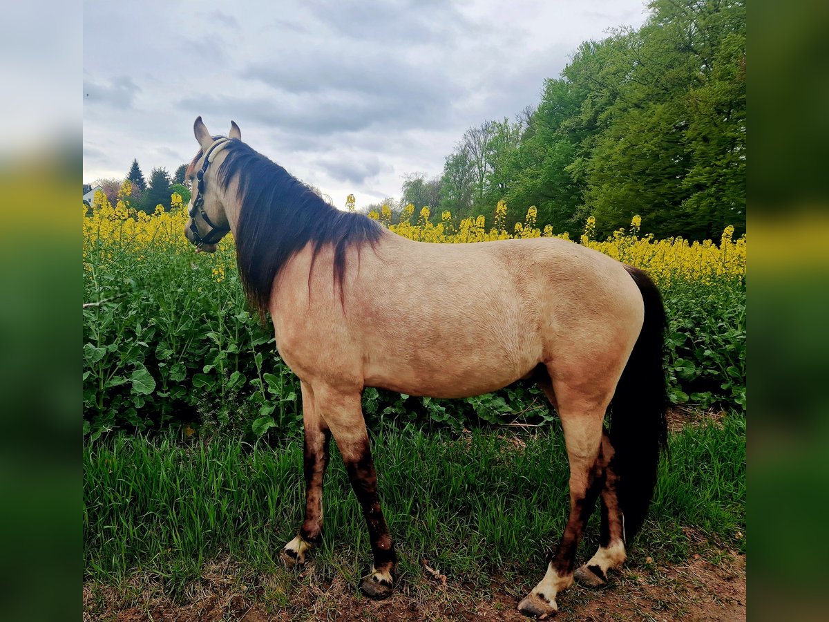 Andalusian Gelding 4 years 15,1 hh Dun in Essen