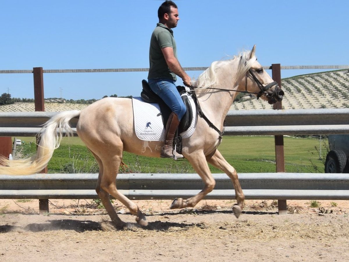 Andalusian Gelding 4 years 15,1 hh Palomino in Provinz Cordoba