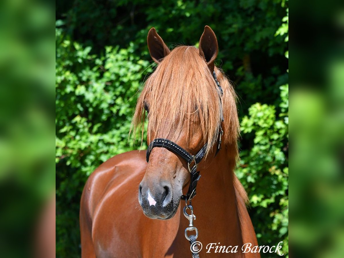 Andalusian Gelding 4 years 15,2 hh in Wiebelsheim