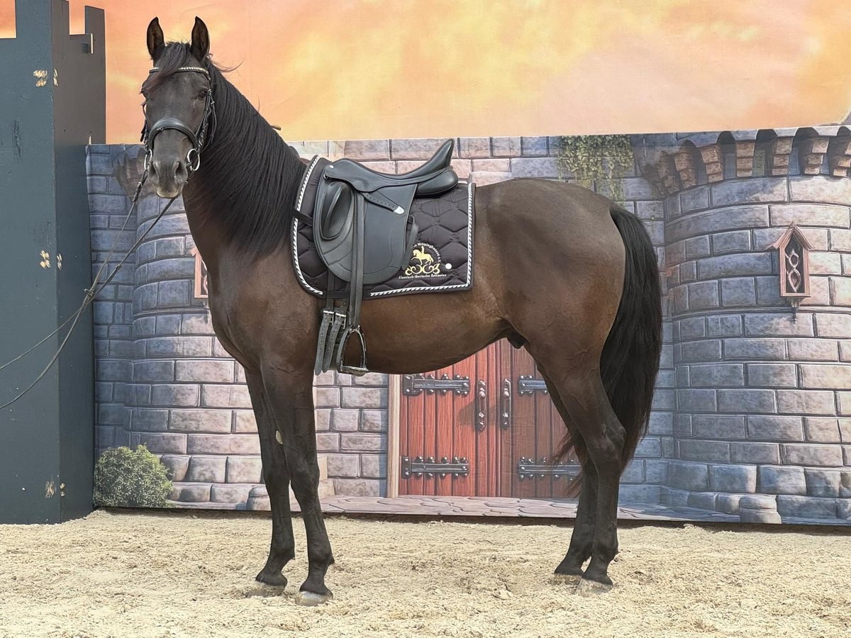 Andalusian Gelding 4 years 15,2 hh Black in Stadthagen