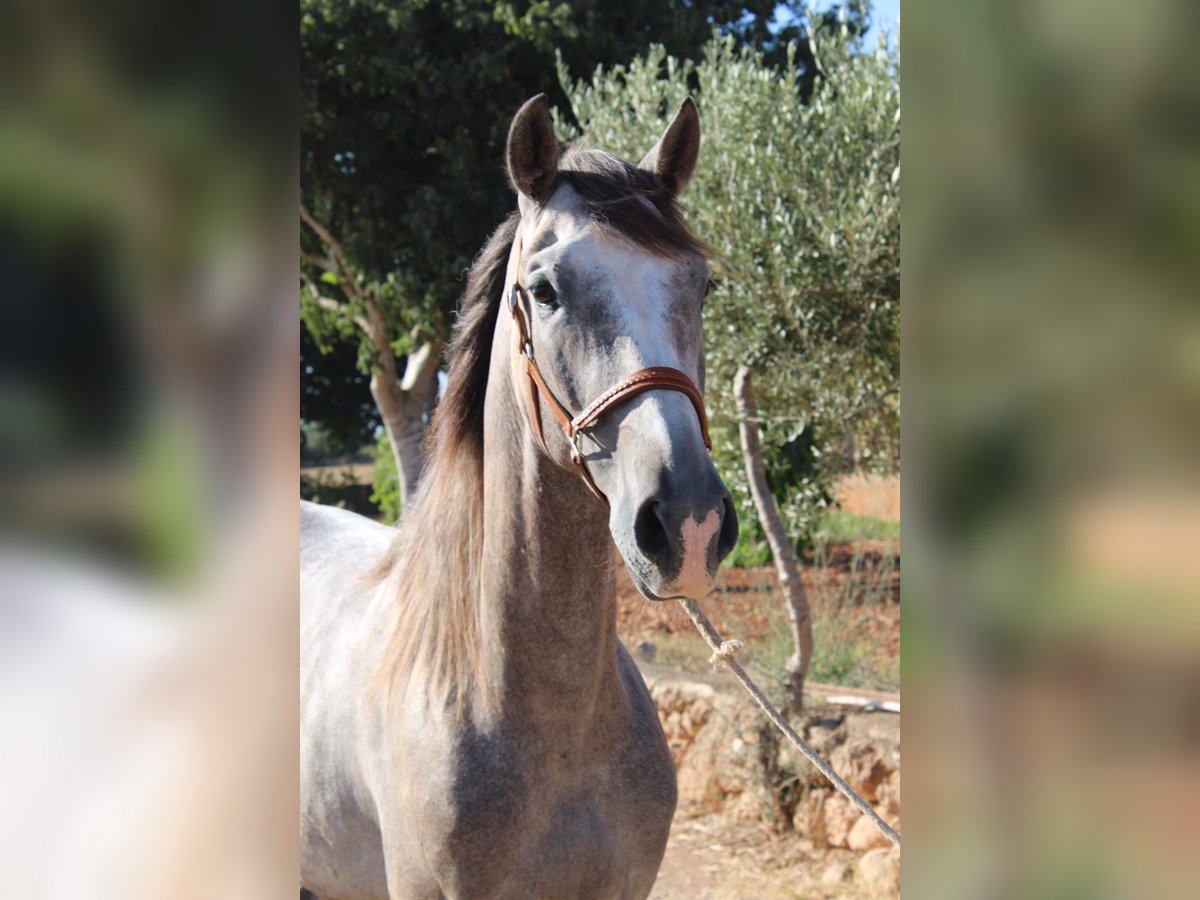 Andalusian Gelding 4 years 15,2 hh Grey in Felanitx