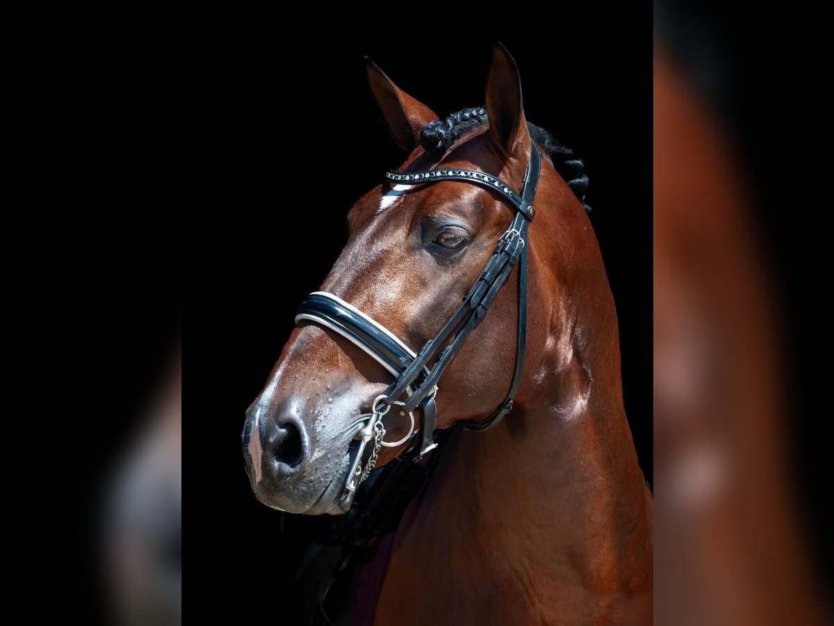 Andalusian Gelding 4 years 15,3 hh Bay-Dark in Osterode am Harz