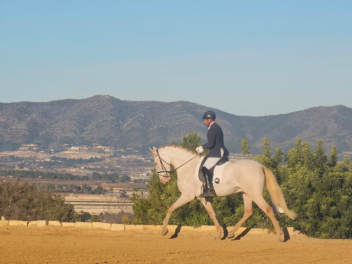 Andalusian Gelding 4 years 16,2 hh Perlino in Segurilla