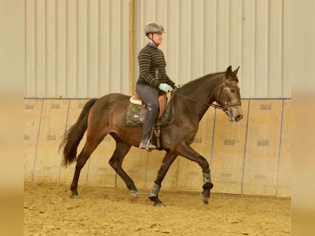 Andalusian Gelding 4 years 16 hh Brown in Neustadt (Wied)