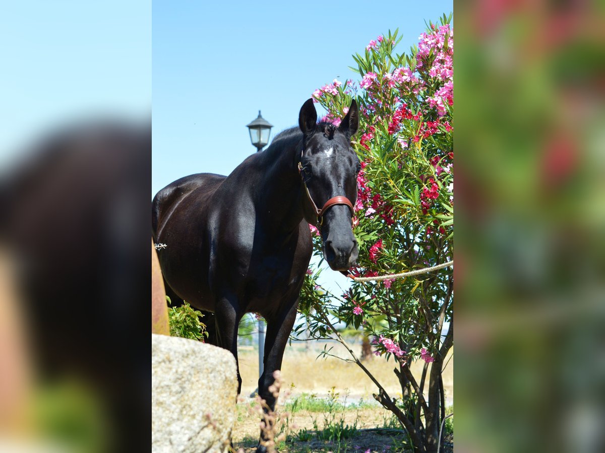 Andalusian Gelding 4 years 16,1 hh Black in Extremadura