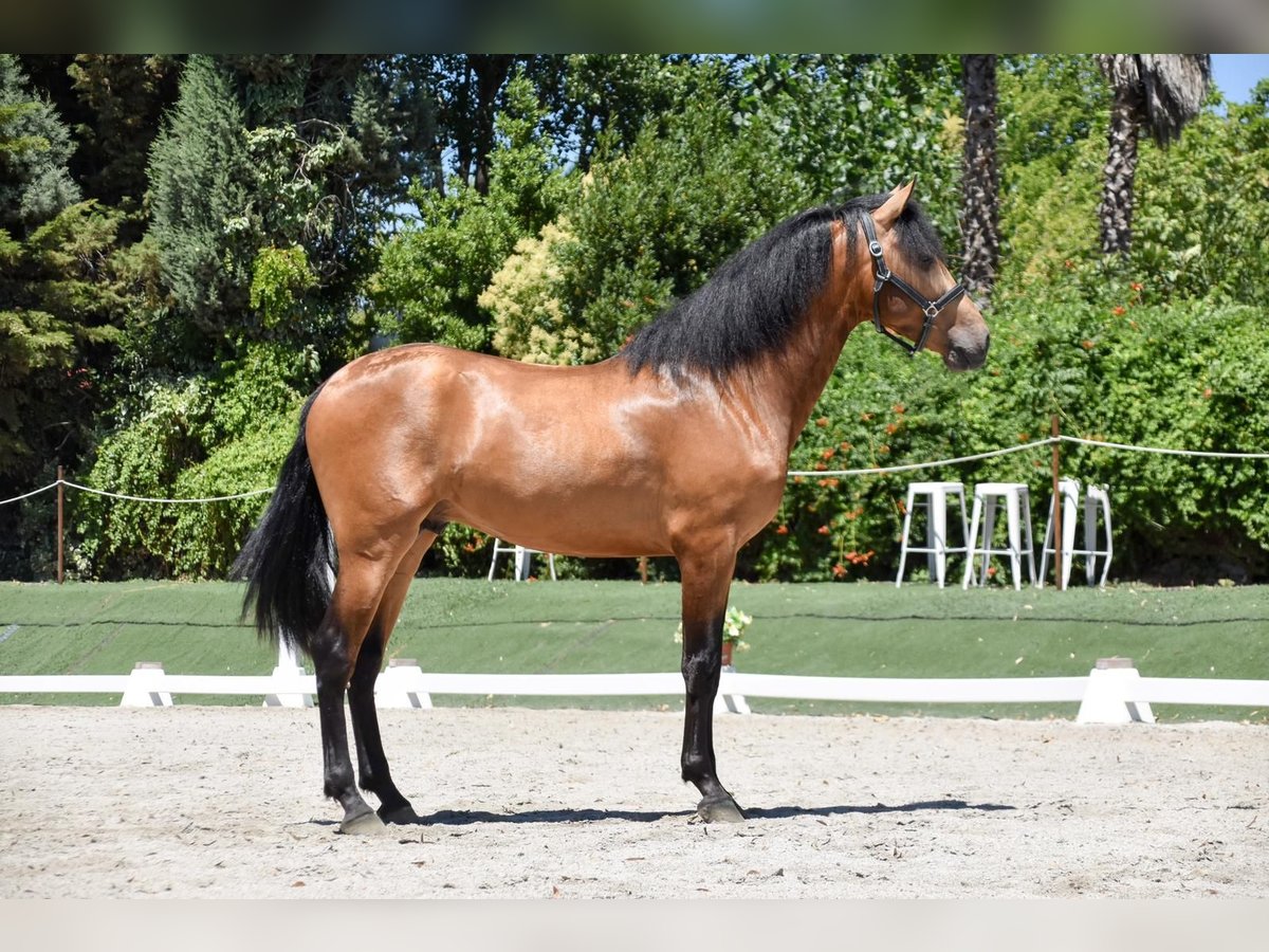 Andalusian Gelding 4 years 16,2 hh Dun in Mostoles