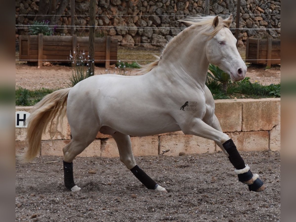 Andalusian Gelding 5 years 14,2 hh Cremello in Mallorca