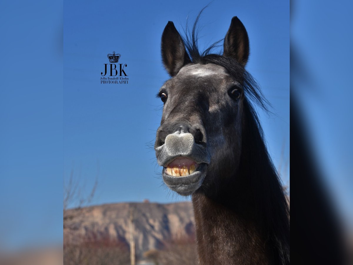 Andalusian Gelding 5 years 15,1 hh Gray in Tabernas Almeria