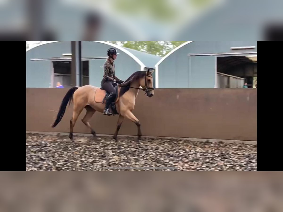 Andalusian Mix Gelding 5 years 15,2 hh Dun in Den Haag