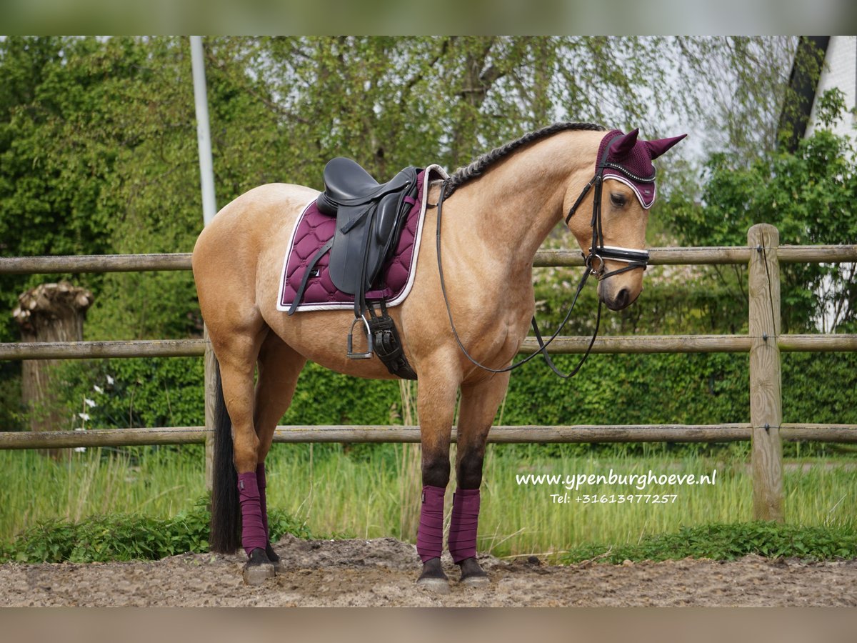 Andalusian Mix Gelding 5 years 15,2 hh Dun in Den Haag