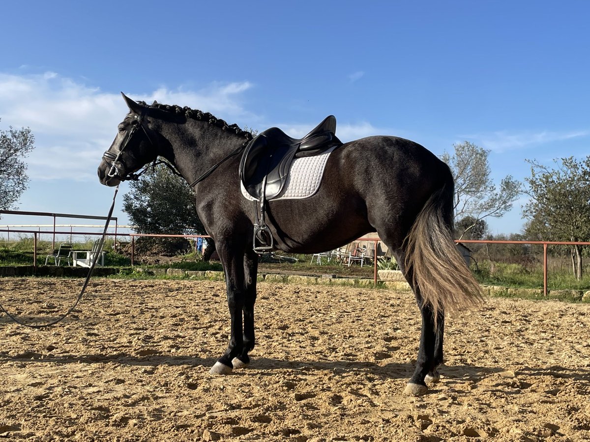 Andalusian Gelding 5 years 15,2 hh Gray in Aubais