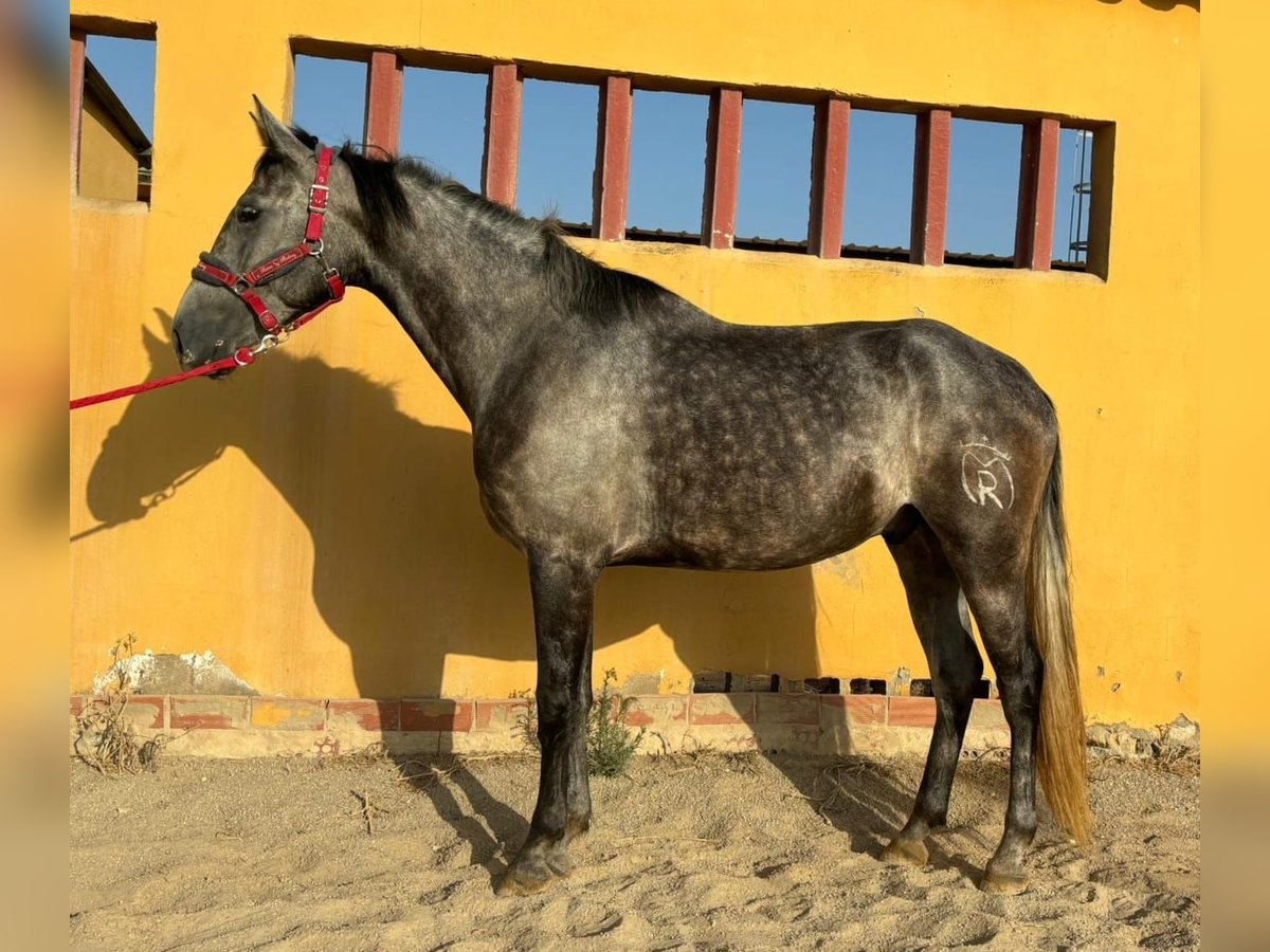 Andalusian Gelding 5 years 15,2 hh in Chiclana de la Frontera