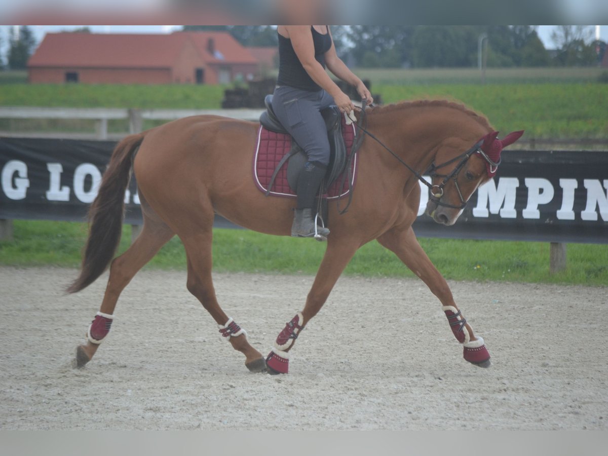 Andalusian Gelding 5 years 15,3 hh Chestnut-Red in Breda