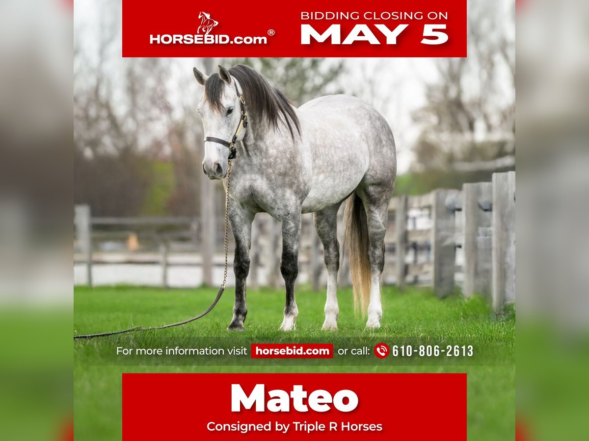 Andalusian Mix Gelding 5 years 15,1 hh Grey in New Holland, PA