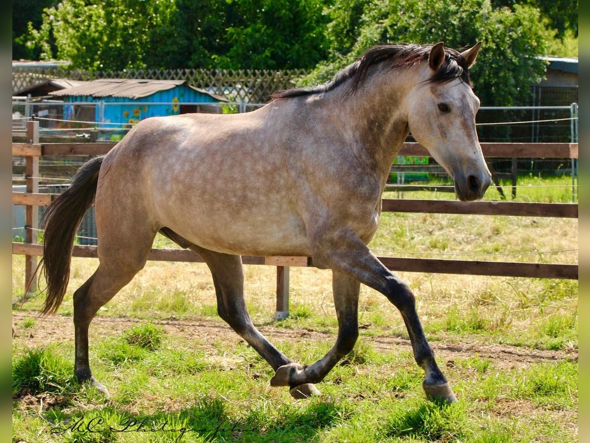 Andalusian Gelding 5 years 15,2 hh Gray-Red-Tan in Polenz