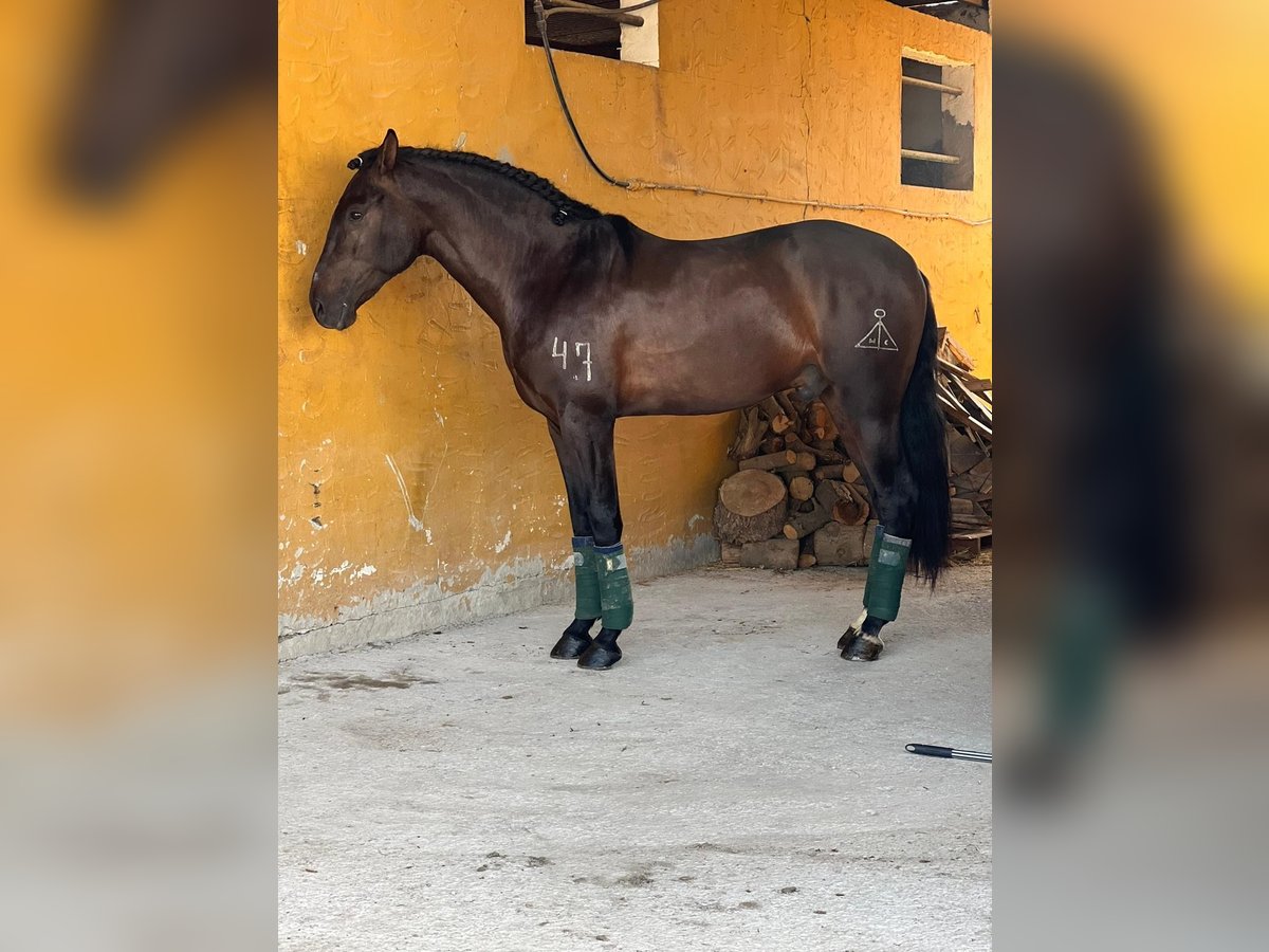 Andalusian Gelding 5 years 16,1 hh Brown in Pizarra