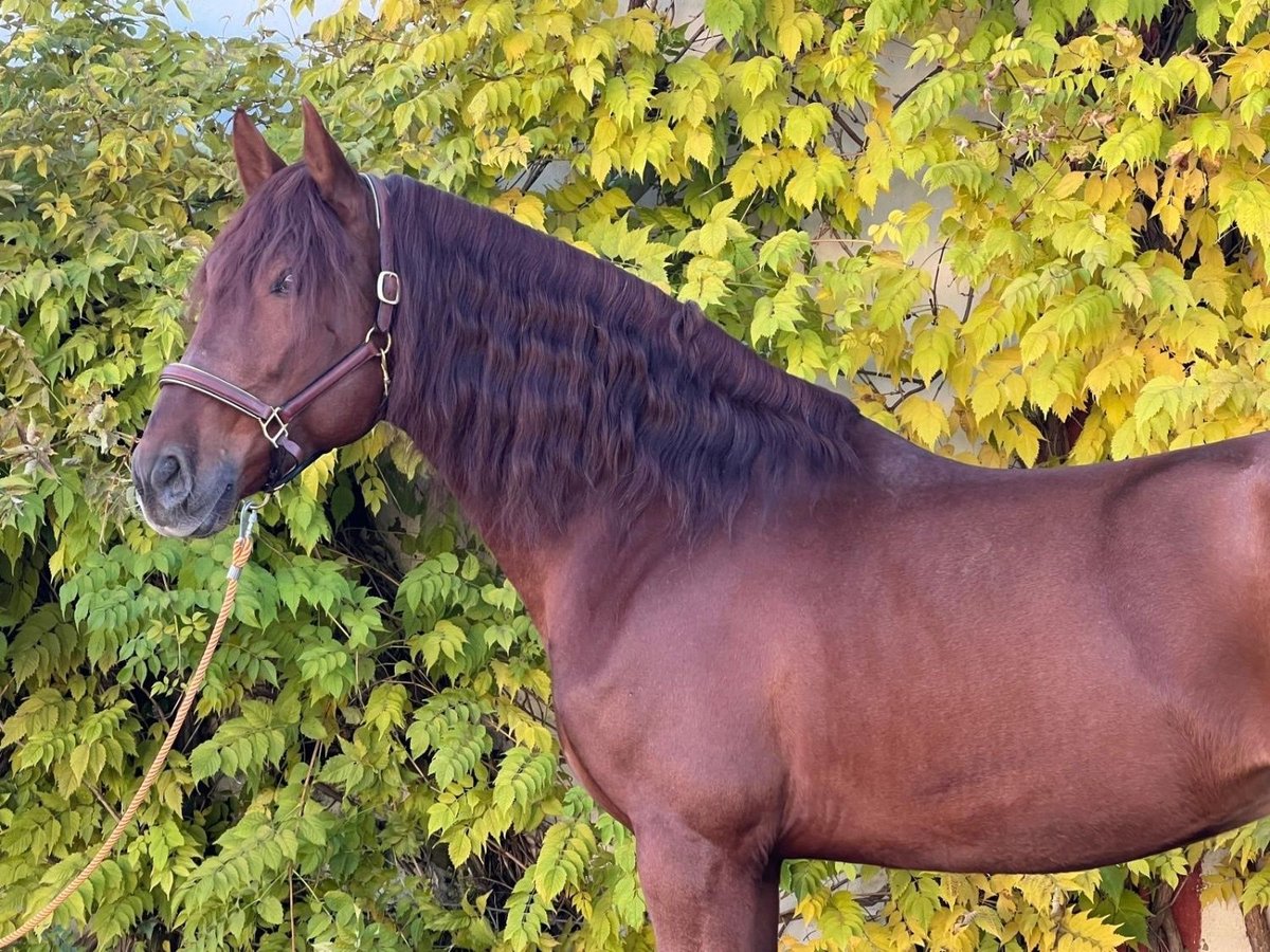 Andalusian Gelding 5 years 16,3 hh Chestnut in Albacete