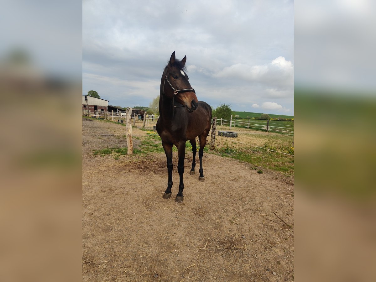 Andalusian Gelding 5 years 16 hh Bay-Dark in Dalheim Andalusian Gelding 5 years 16 hh Bay-Dark in Dalheim