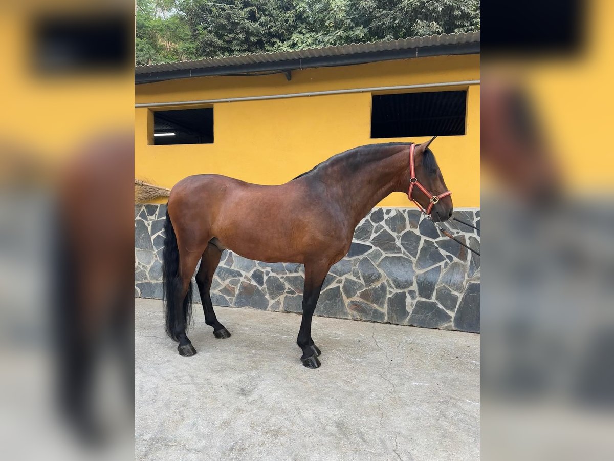Andalusian Gelding 5 years 16 hh Brown in Espinar, De El (Estacion)