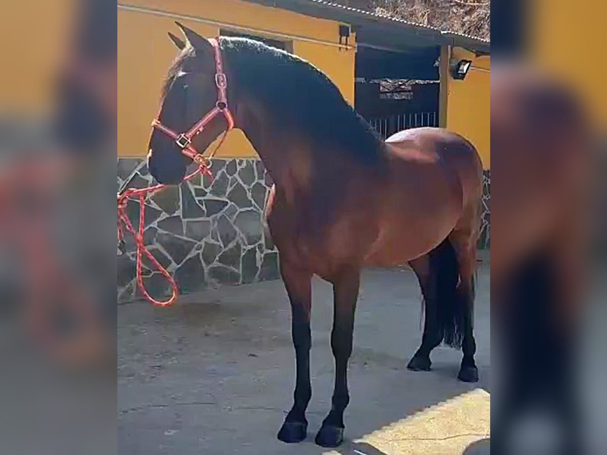 Andalusian Gelding 5 years 16 hh Brown in Pozoblanco