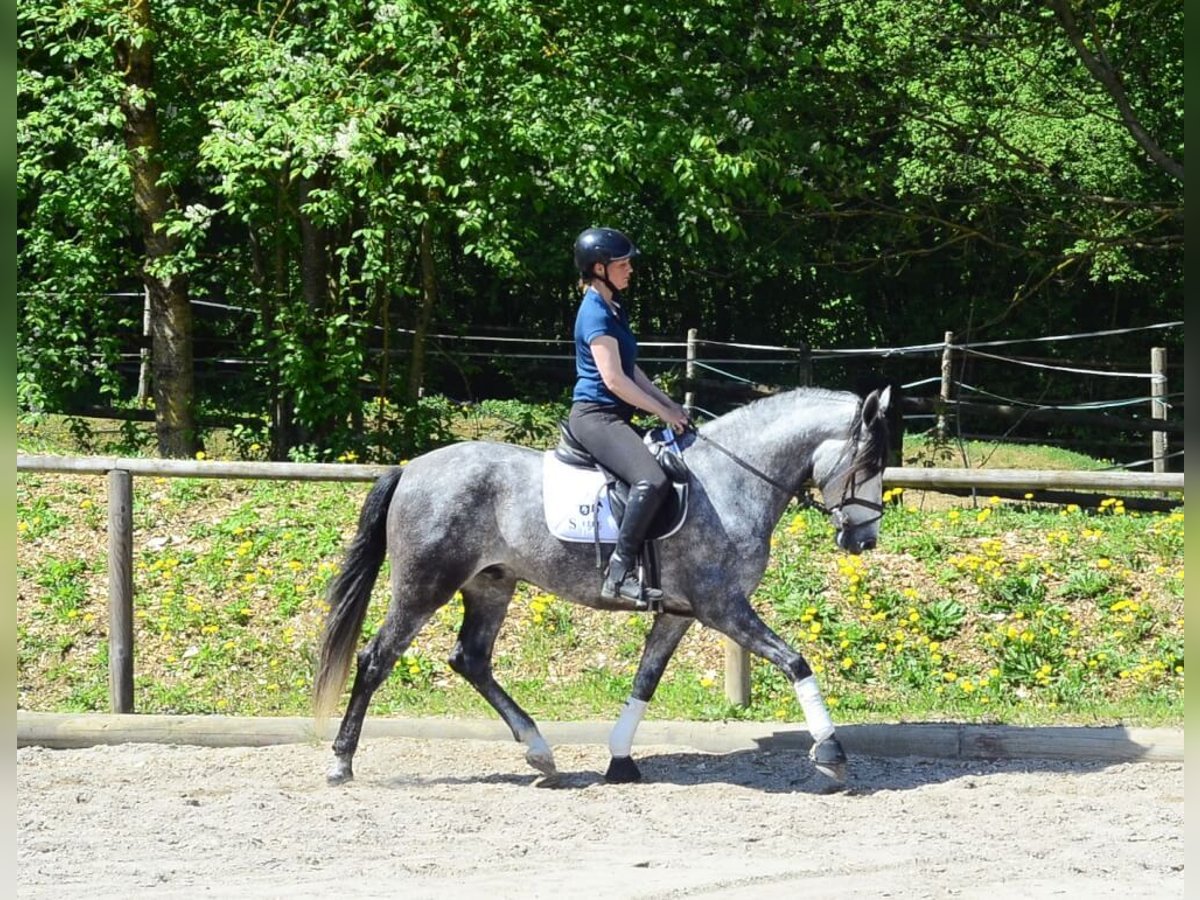 Andalusian Gelding 5 years 16 hh Gray-Dapple in Wellheim
