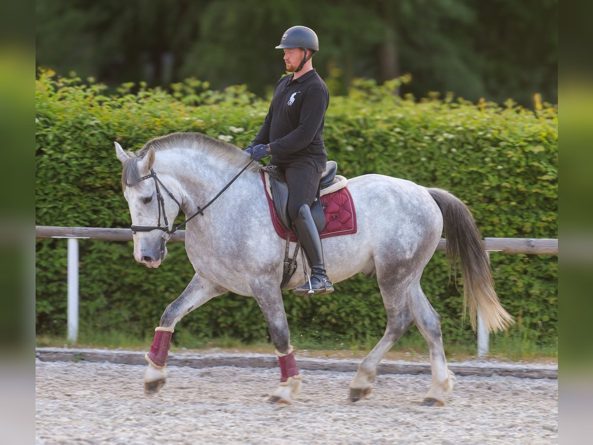 Andalusian Mix Gelding 5 years 16 hh Gray in Neustadt (Wied)