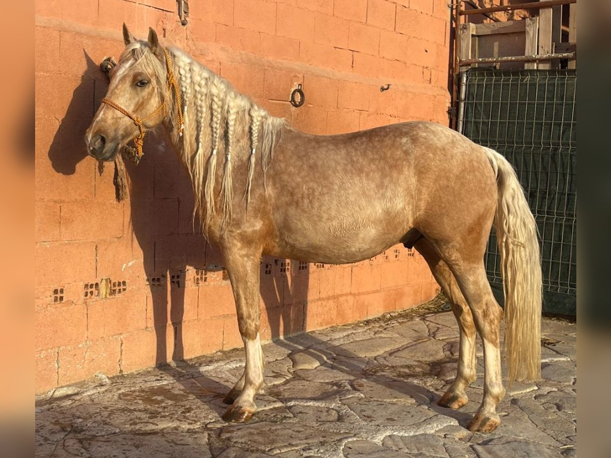 Andalusian Mix Gelding 6 years 13,2 hh Palomino in Mijas