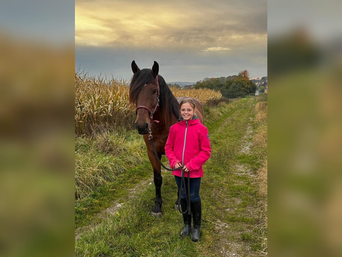 Andalusian Gelding 6 years 15,1 hh Brown in Waldeck