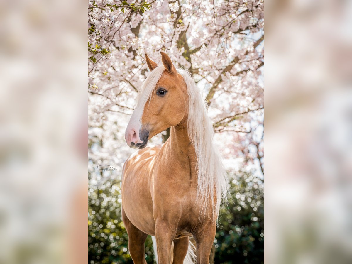 Andalusian Gelding 6 years 15 hh Palomino in Rotterdam