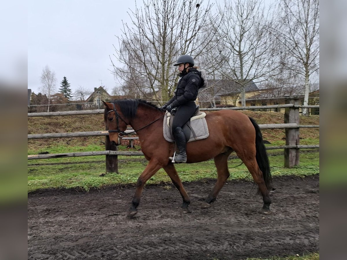 Andalusian Mix Gelding 6 years 15,1 hh Brown in Karlshuld