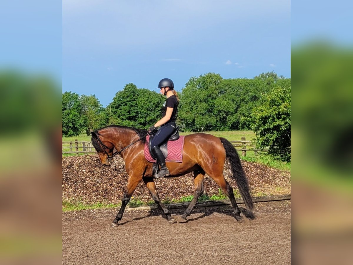Andalusian Mix Gelding 6 years 15,1 hh Brown in Karlshuld