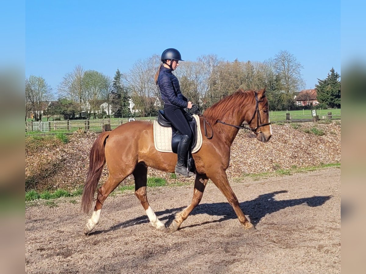 Andalusian Mix Gelding 6 years 15,1 hh Chestnut-Red in Karlshuld