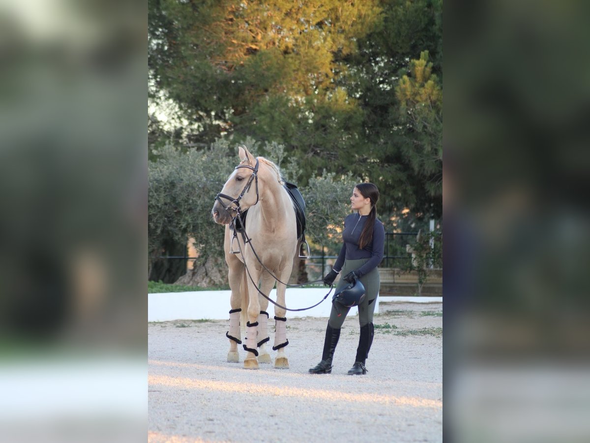 Andalusian Gelding 6 years 15,2 hh Palomino in Martfeld
